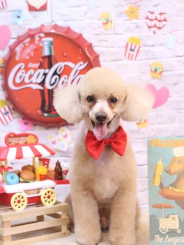 20230909チロくん